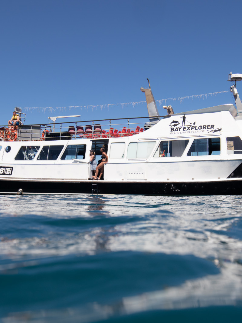 Dolphin and Wildlife Cruise Tauranga 1