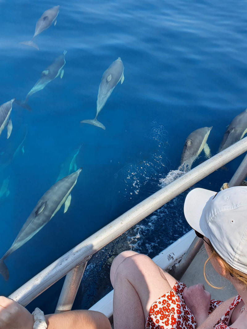 Dolphin and Wildlife Cruise Tauranga 2