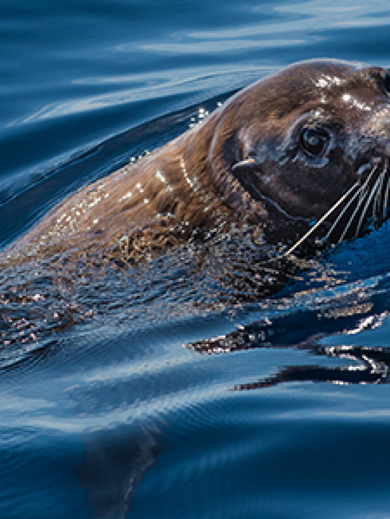 Dolphin and Wildlife Cruise Tauranga 3