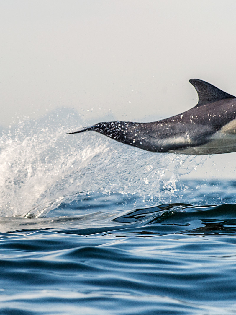 Dolphin and Wildlife Cruise Tauranga 6