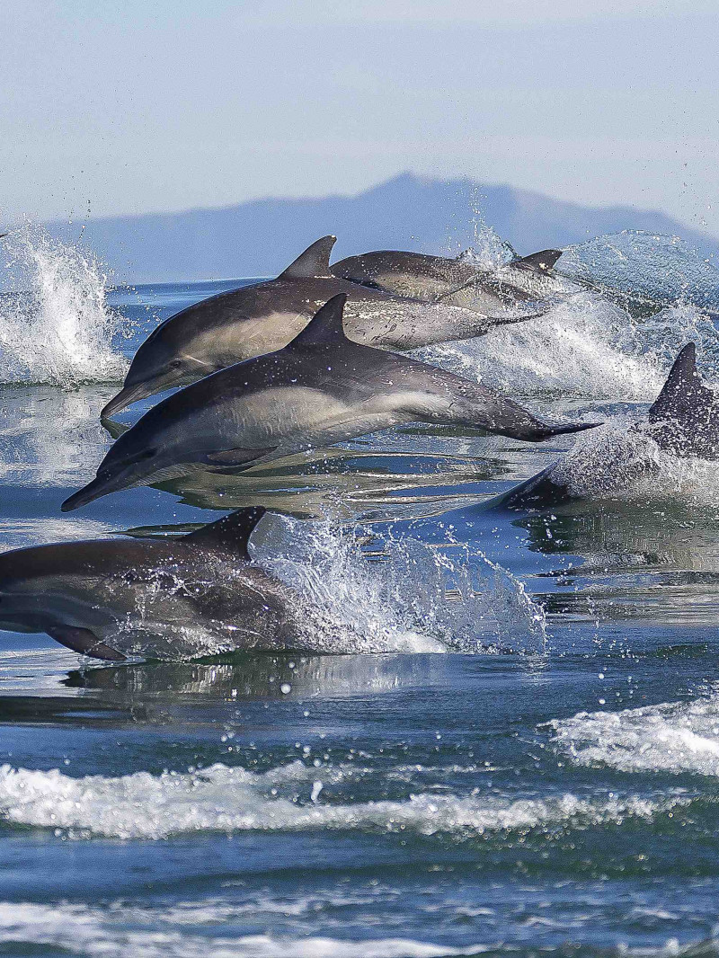 Dolphin and Wildlife Cruise Tauranga 7