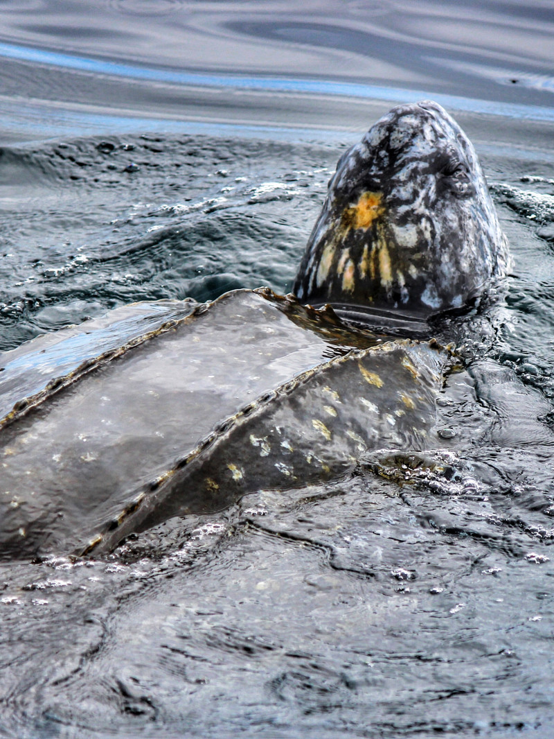 Dolphin and Wildlife Cruise Tauranga 9