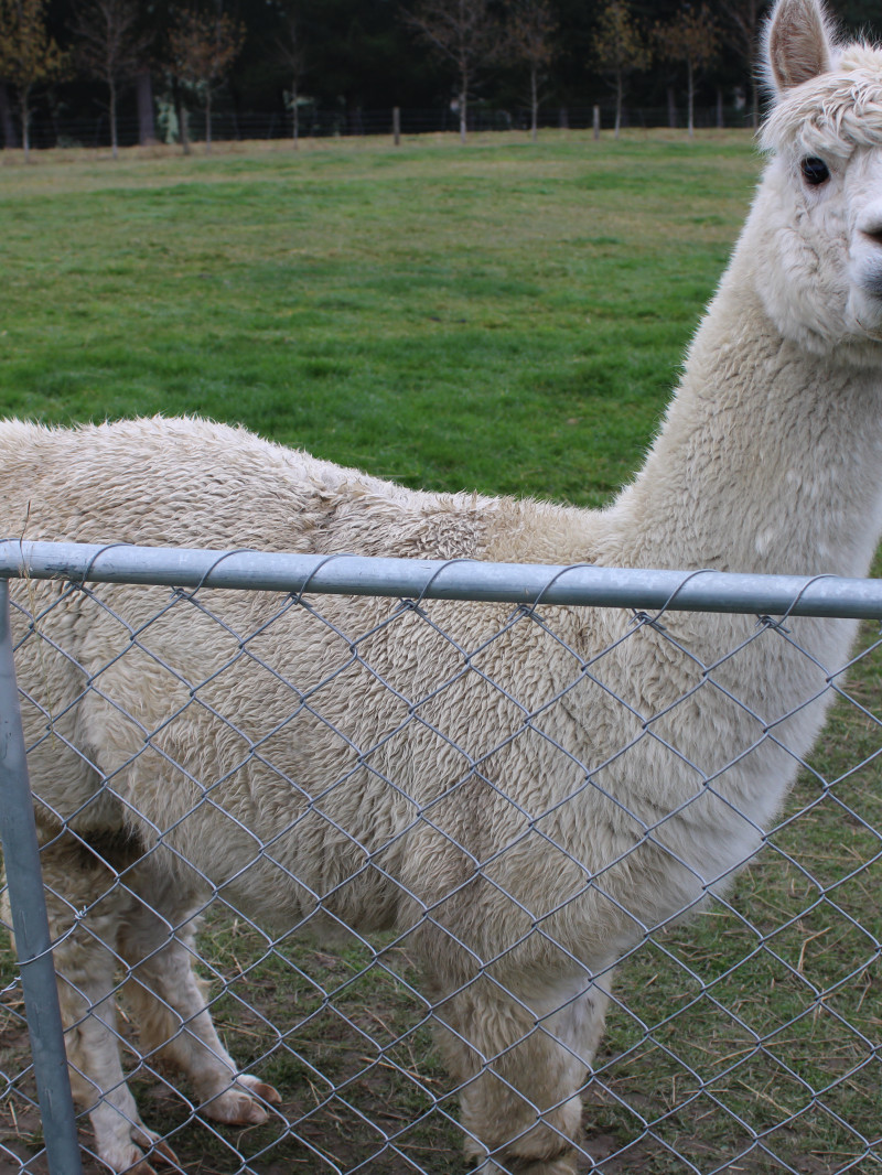 Bruce Farm Alpaca Stud 1