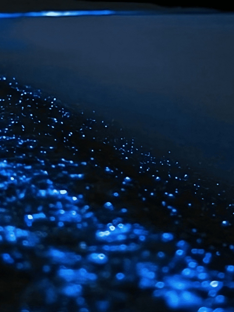 Auckland Bioluminescence Kayak Tour  2