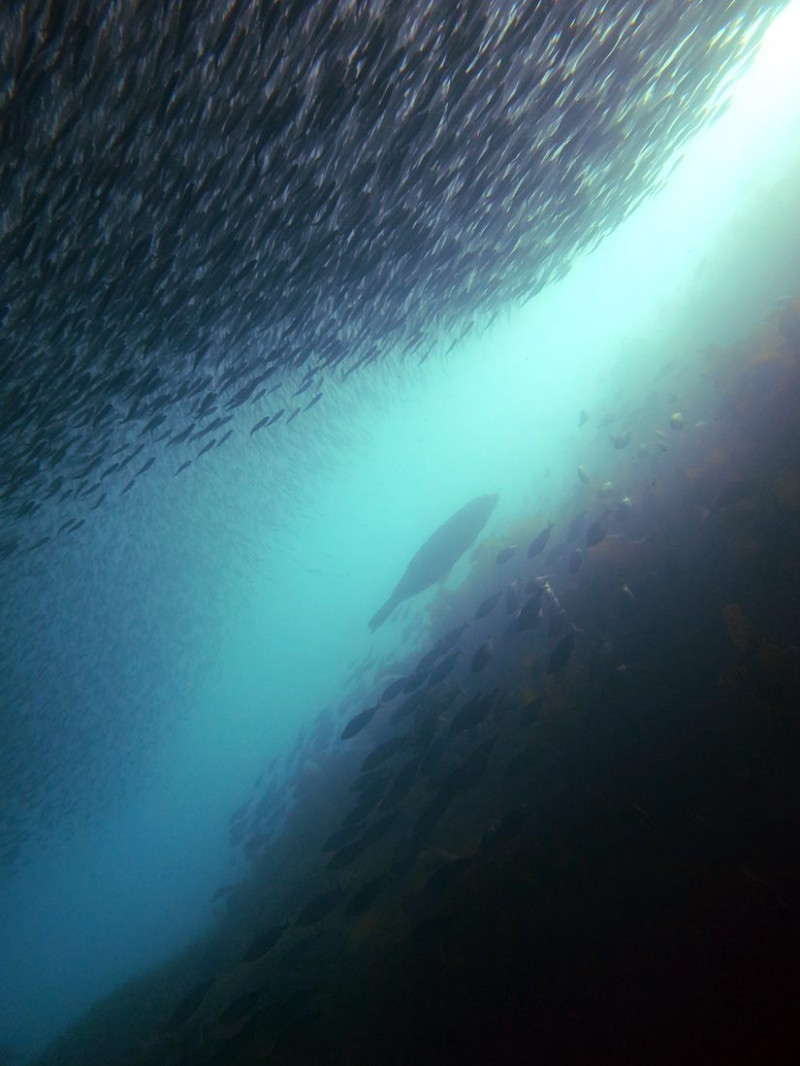 Descend Diving - Milford Sound 4