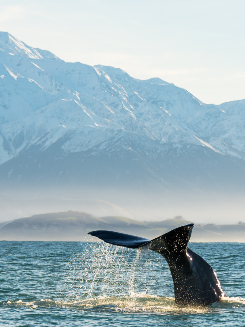 Destination Kaikōura Official Visitor Guide 4