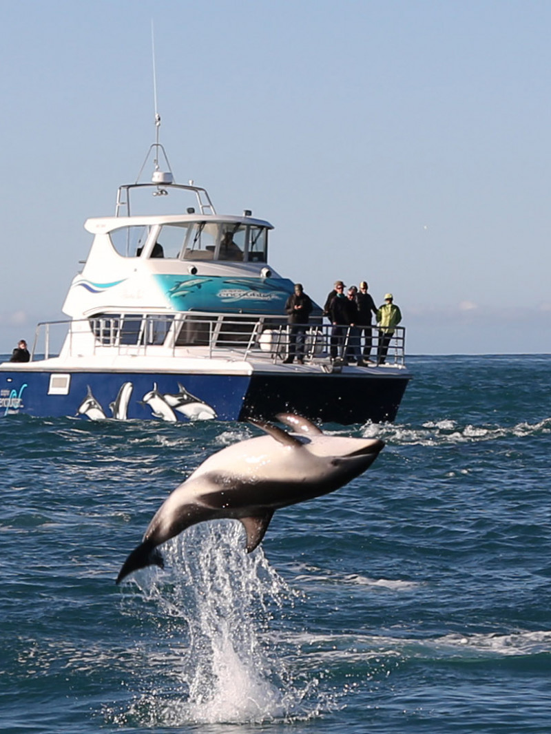 Dolphin Encounter 1