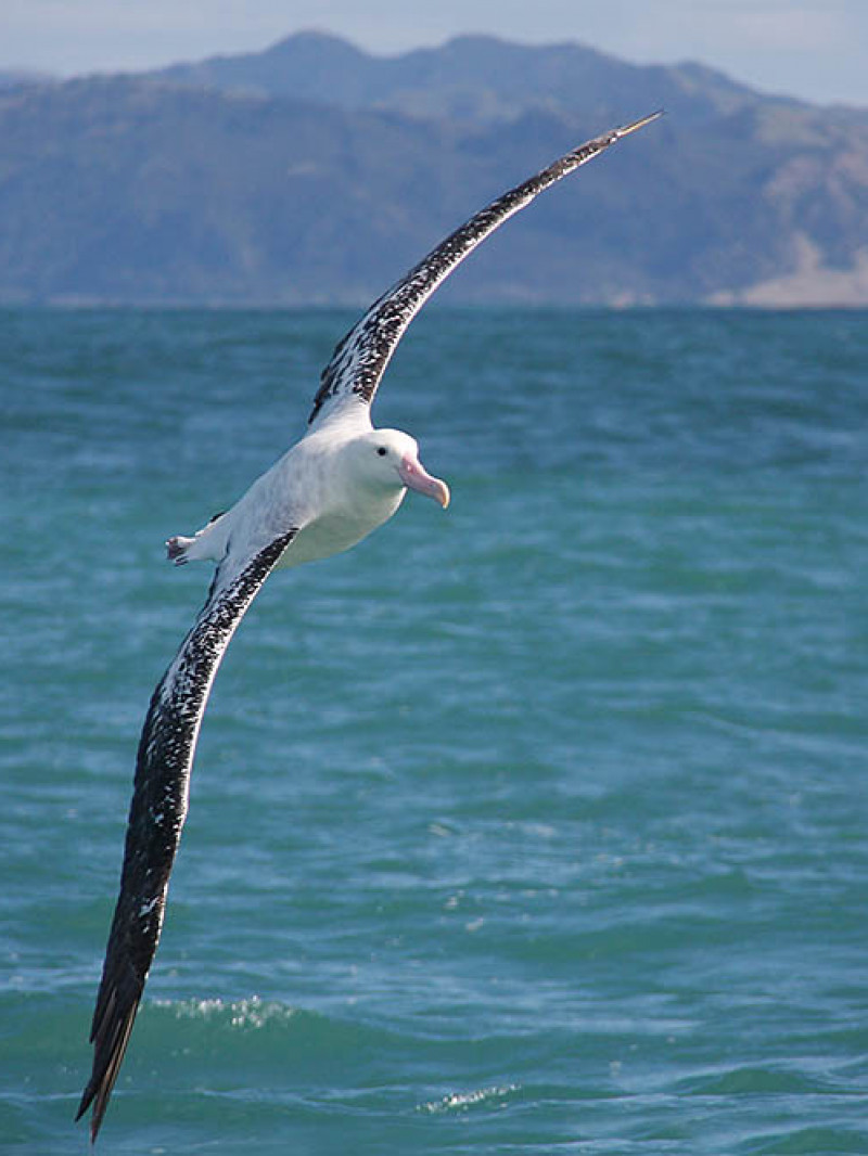Albatross Encounter 2
