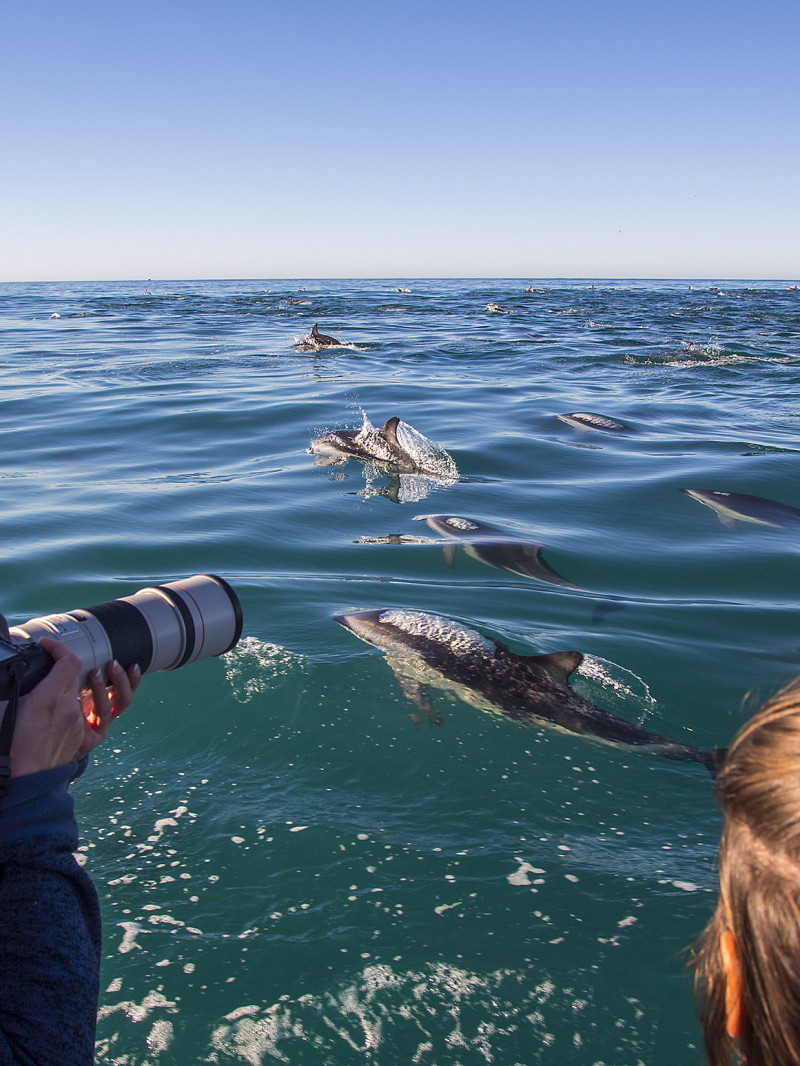 Dolphin Encounter 2