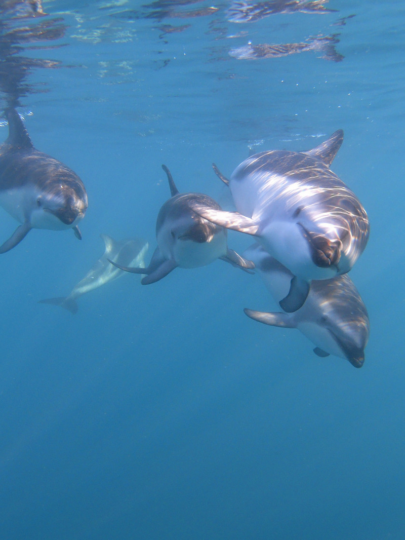 Dolphin Encounter 4