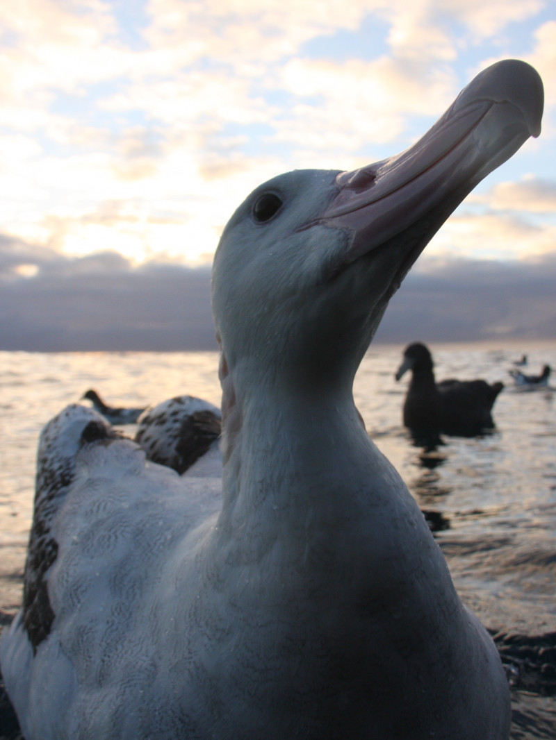 Albatross Encounter 3