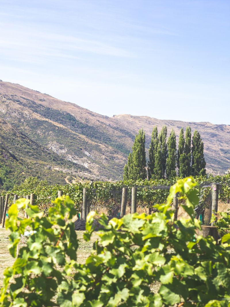 Gibbston Valley Winery | Tours, Dining & Tasting 2