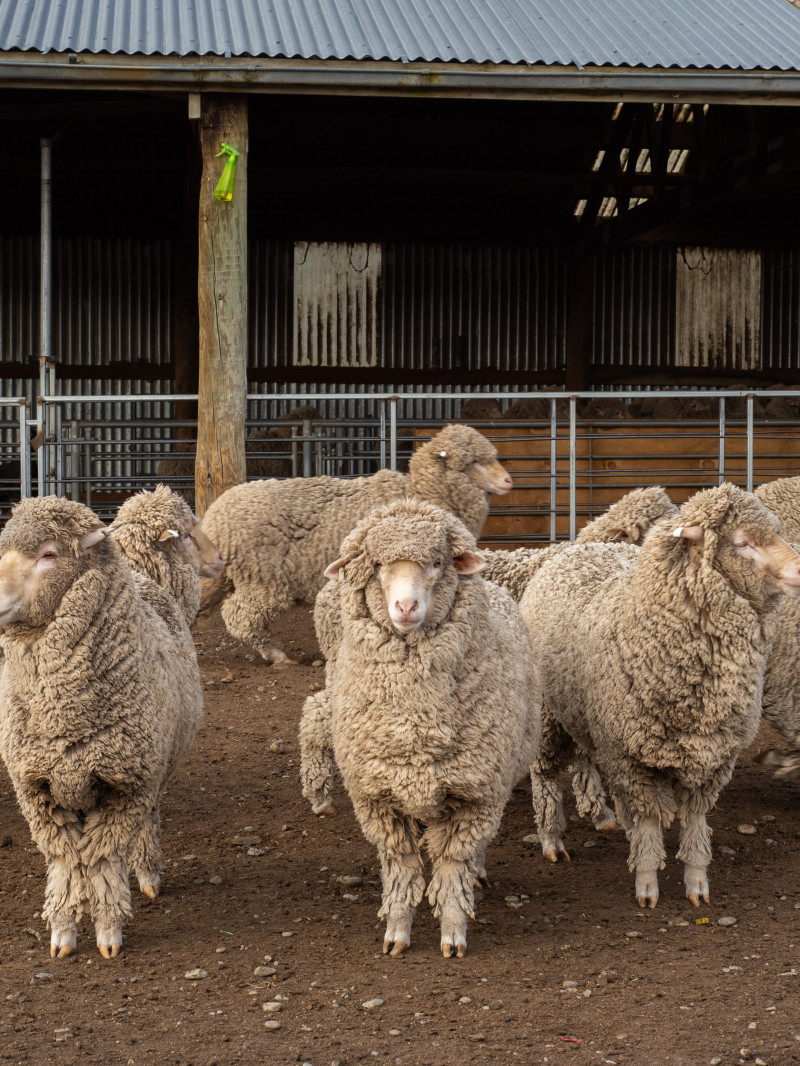 Mt Hay Farm Experience  1