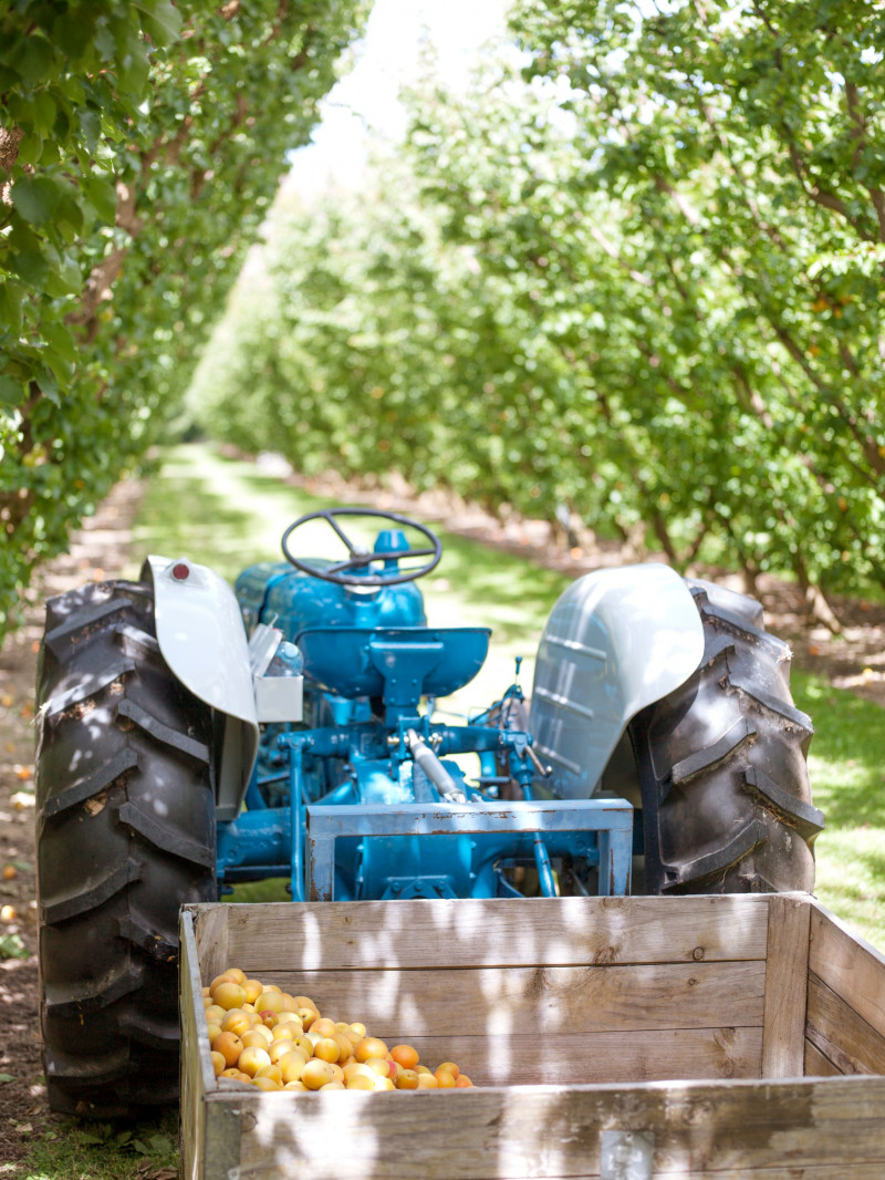 Jackson Orchards Guided Orchard Tour 18