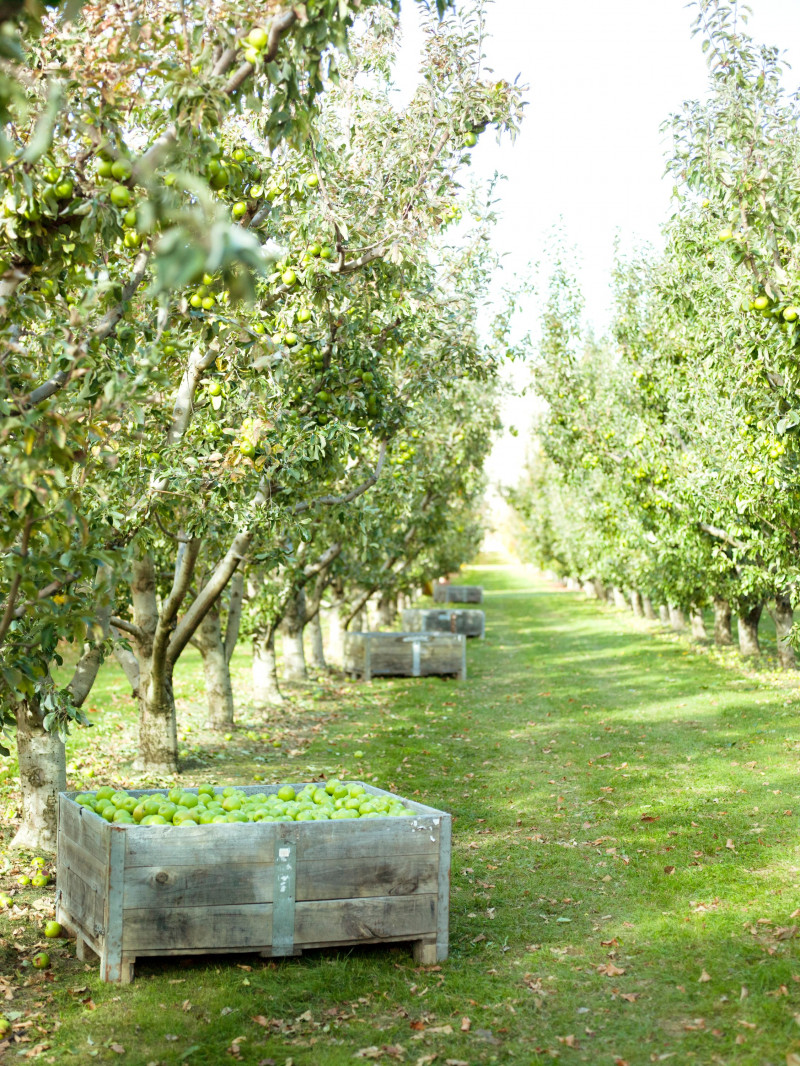 Jackson Orchards Guided Orchard Tour 31