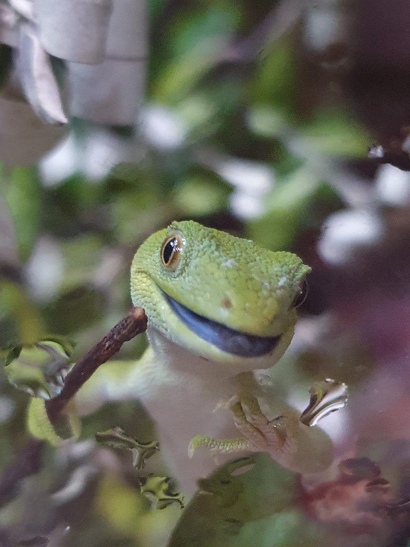 Kiwi North Museum Kiwi House Heritage Park 1