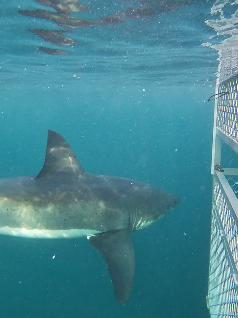 Shark Cage Diving & Sightseeing 3