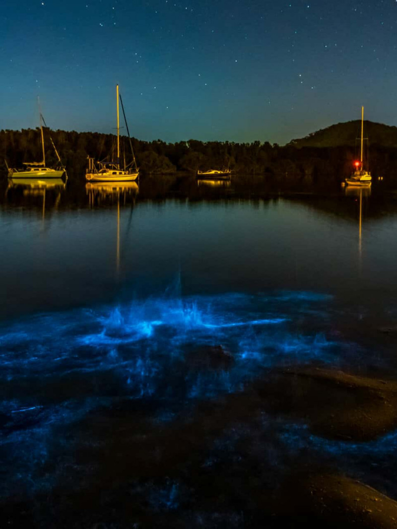 Auckland: Bioluminescence Kayak Tour 3