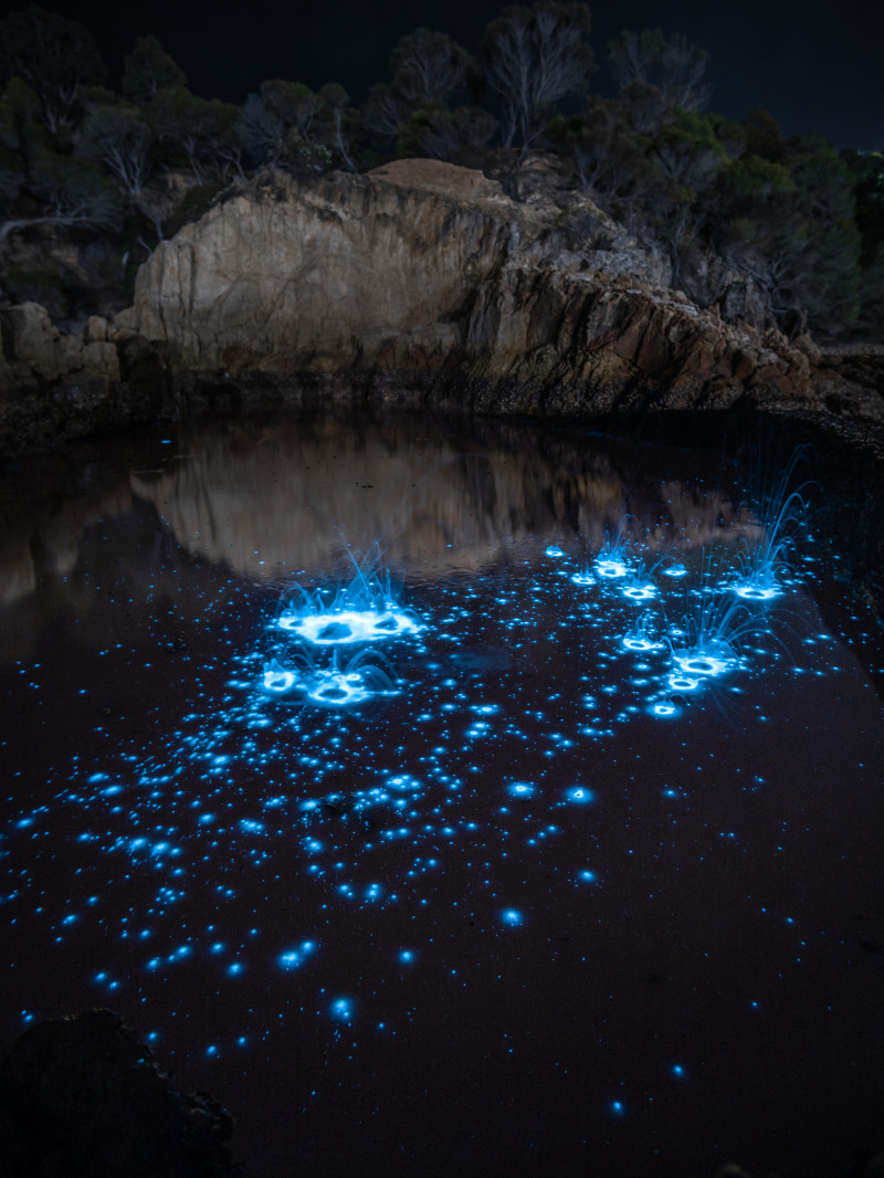 Auckland: Bioluminescence Kayak Tour 4