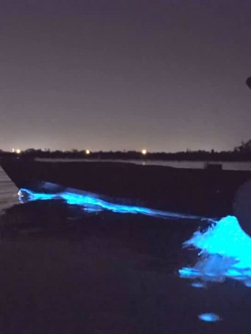 Auckland: Bioluminescence Kayak Tour 6