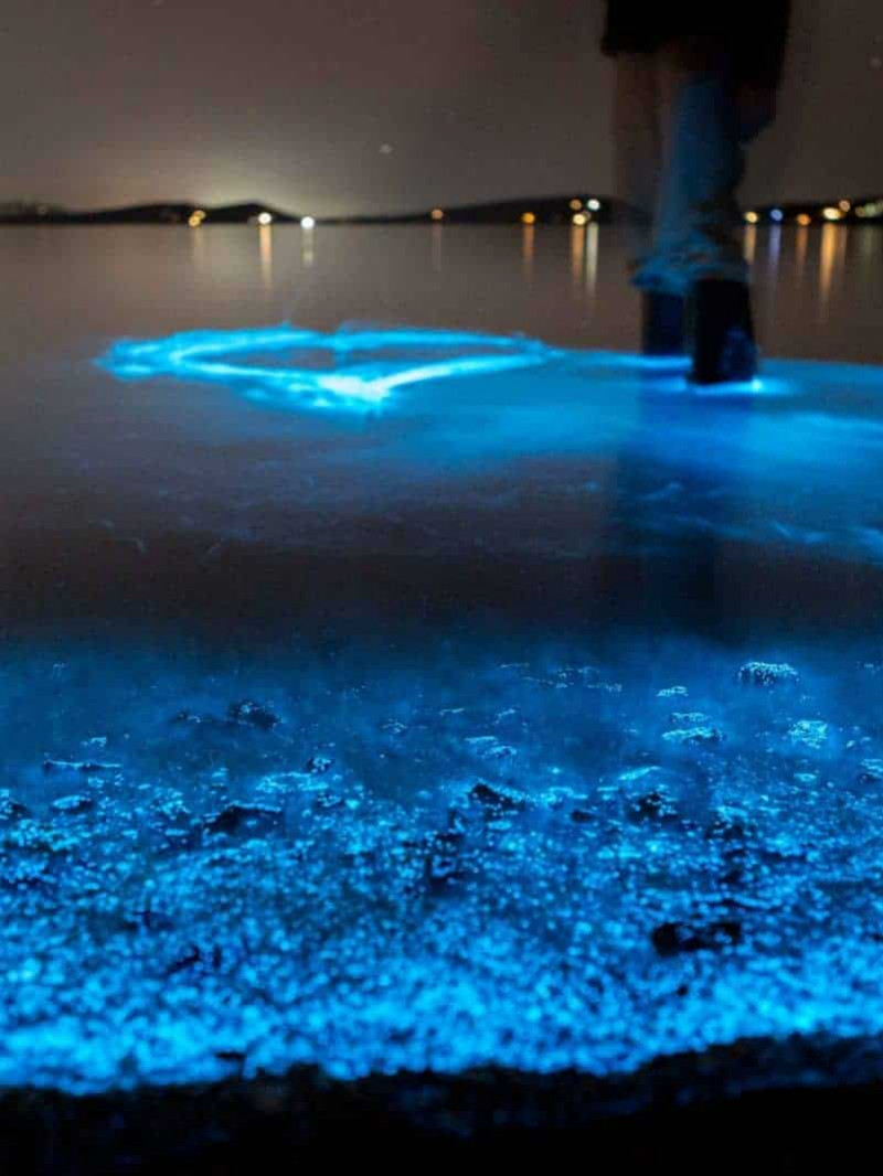 Auckland: Bioluminescence Kayak Tour 7