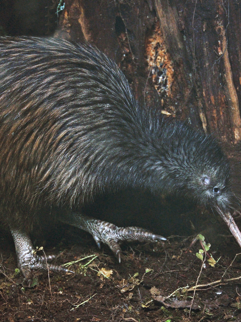 Kiwi Spotting and Stargazing Tours 2