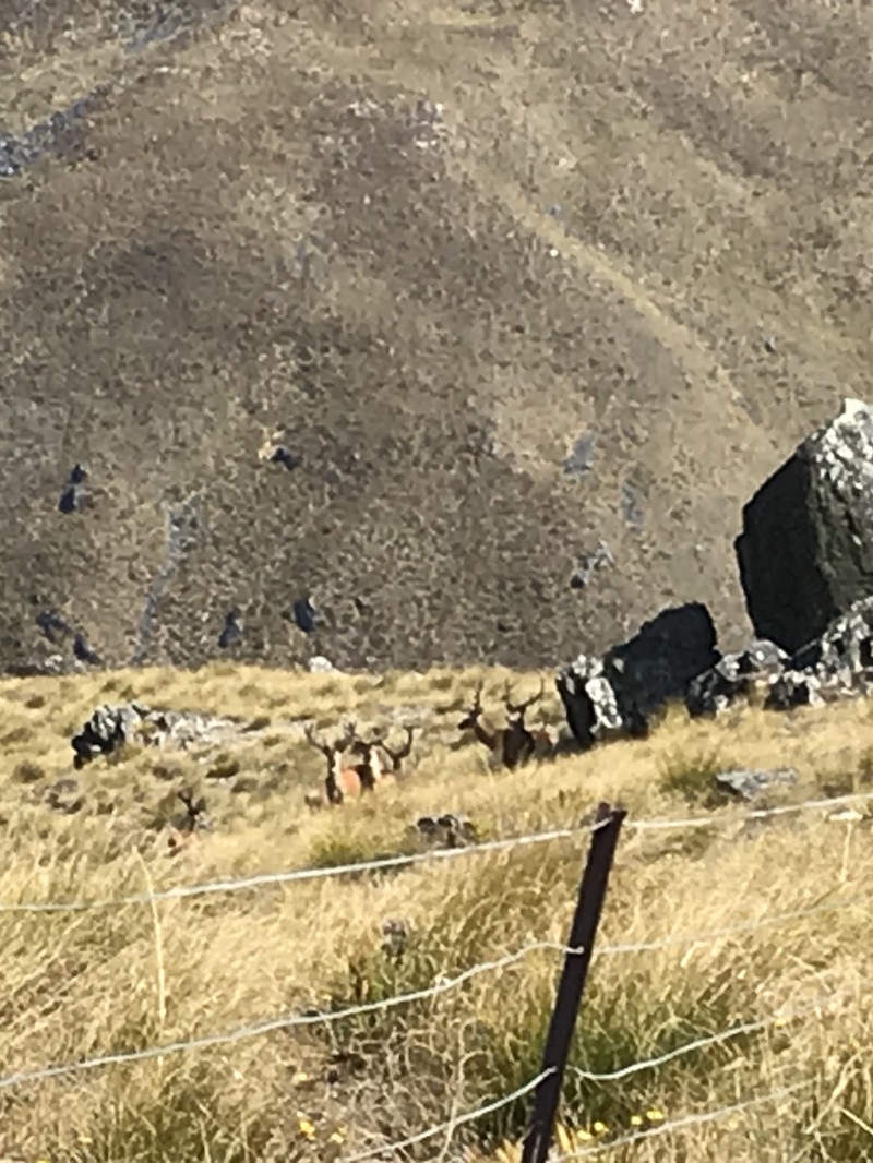 Central Otago FREE RANGE Hunting Trips and outdoor experiences  4