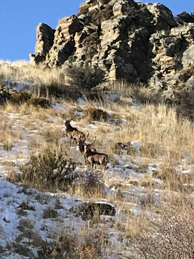 Central Otago FREE RANGE Hunting Trips and outdoor experiences  5