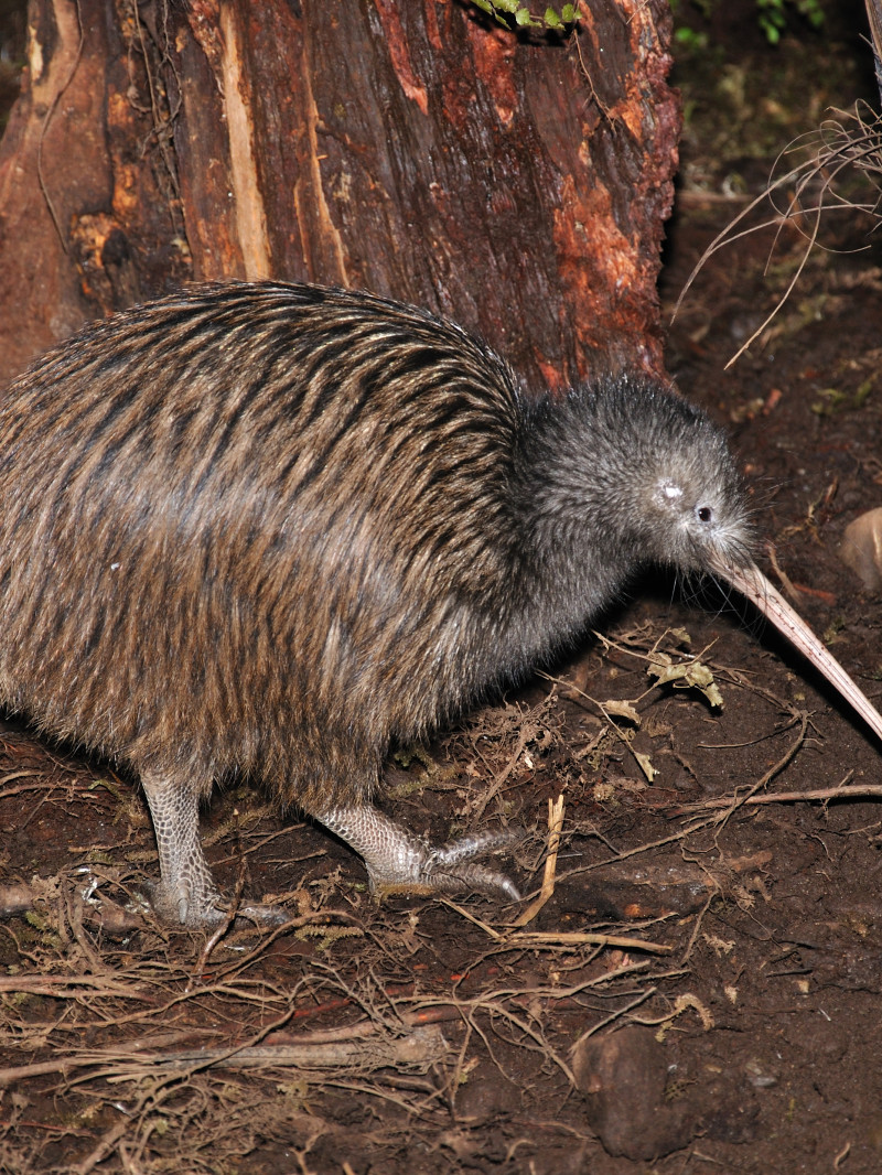 The National Kiwi Centre 2