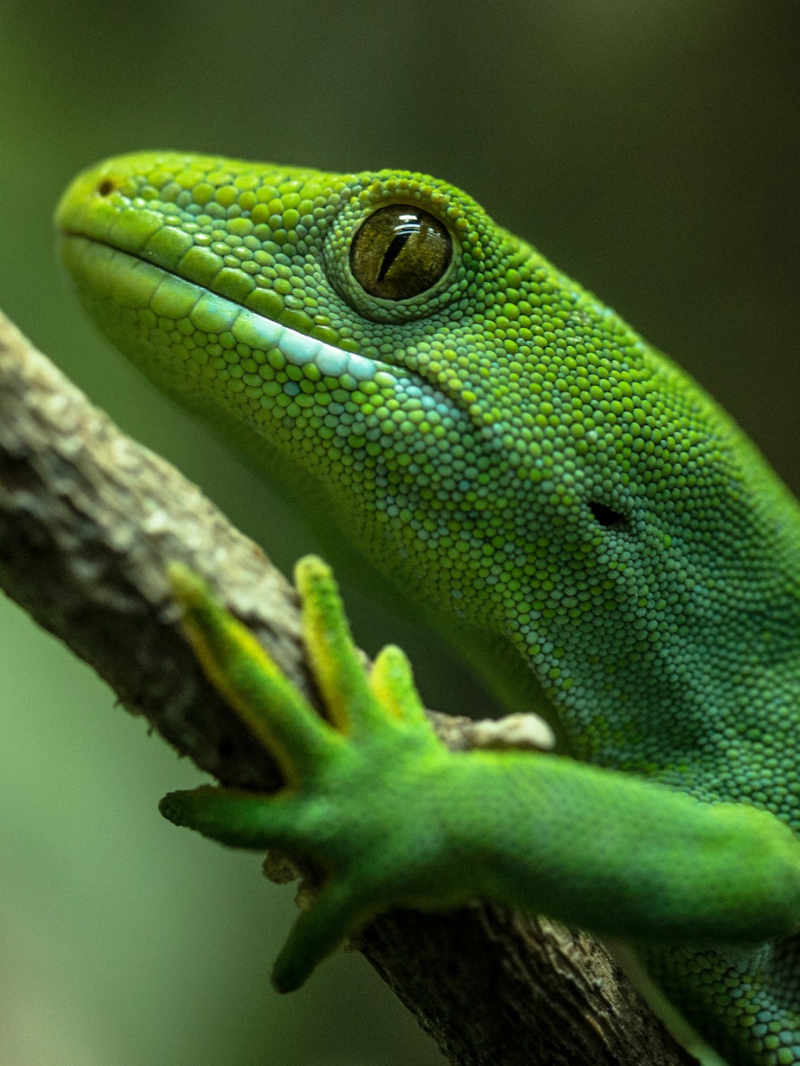 Wellington Zoo - General Entry Tickets 1