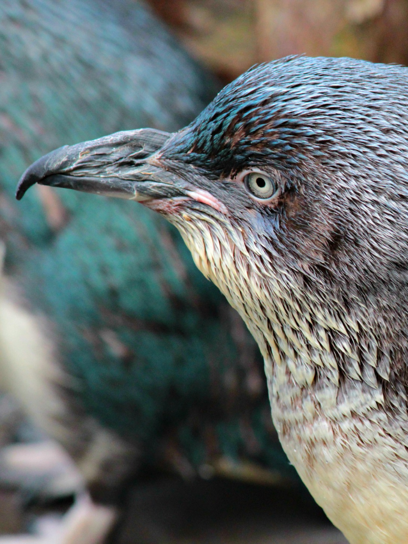 Wellington Zoo - General Entry Tickets 2