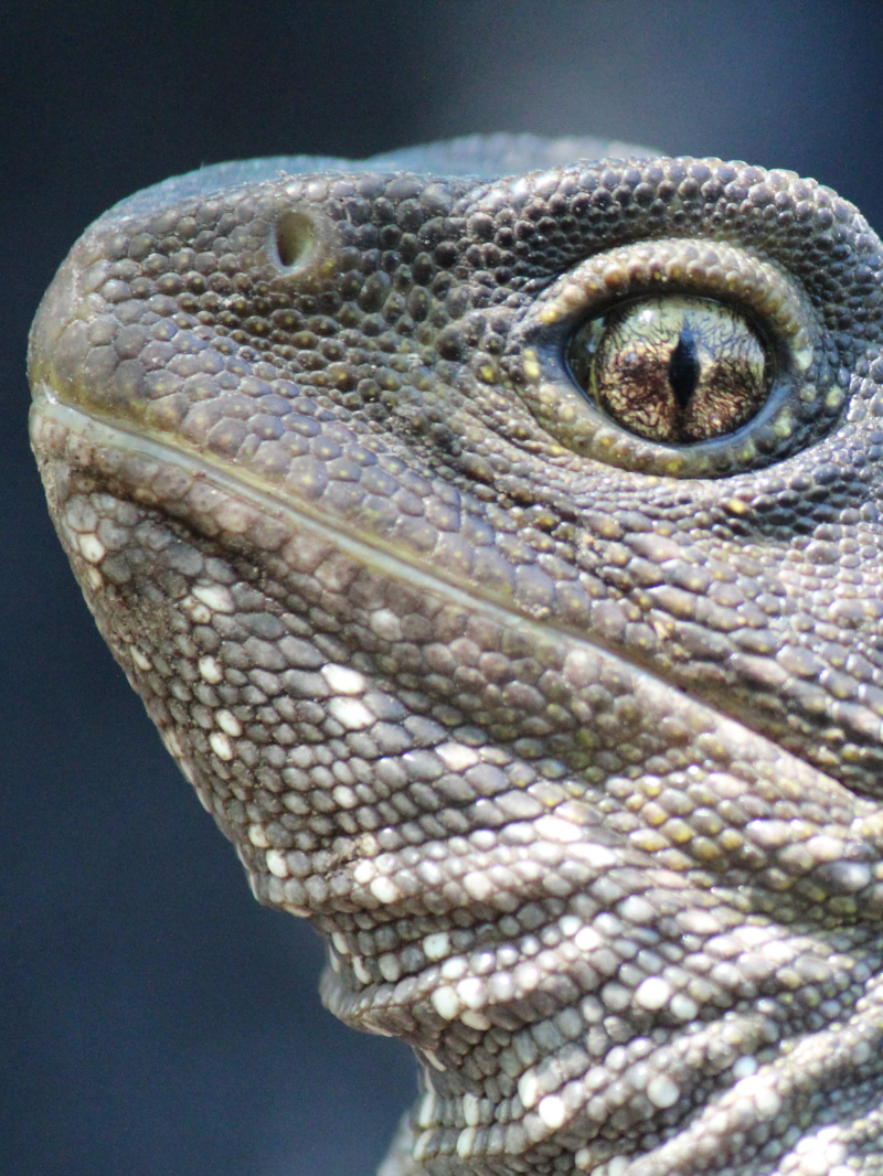 Wellington Zoo - General Entry Tickets 3