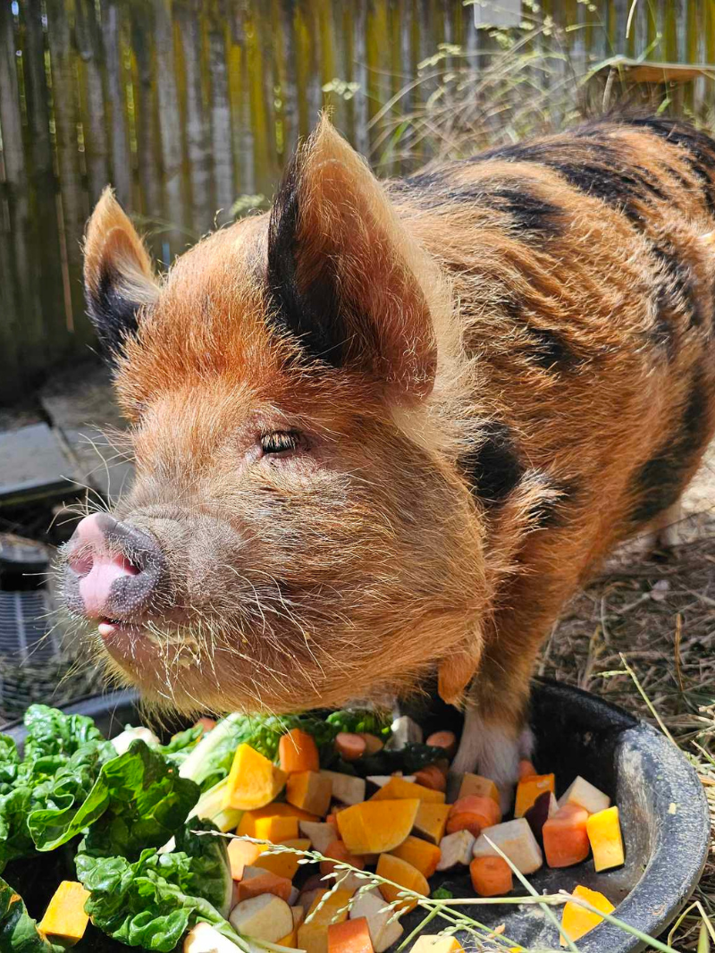 Wellington Zoo - General Entry Tickets 4